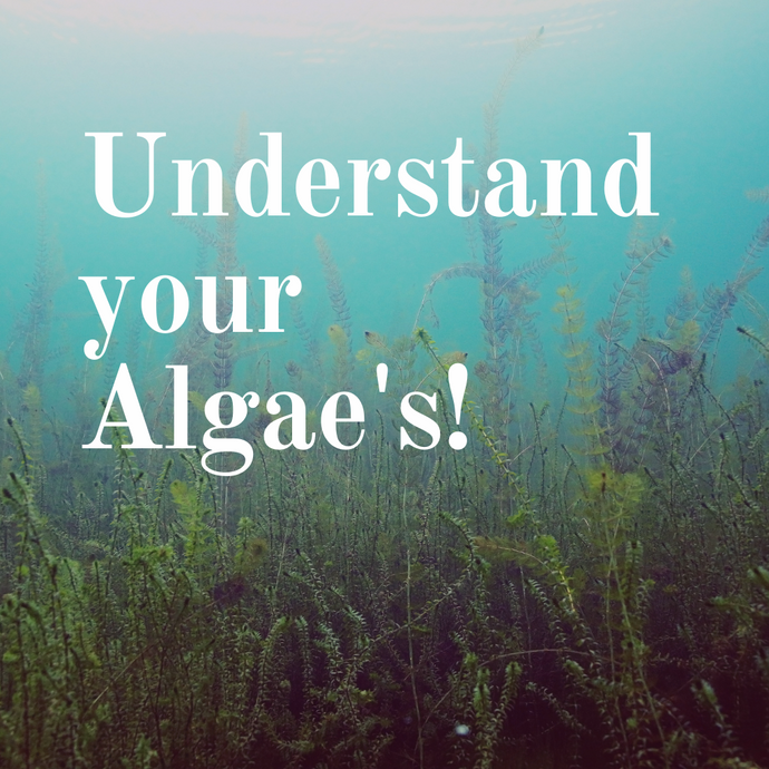 Understand your Algae's!